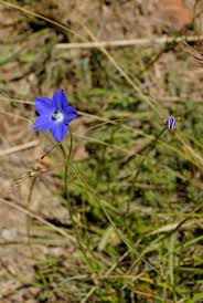 Image result for Wahlenbergia ramosissima