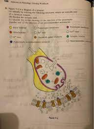 Synapses have all the fun. Pls Label The Diagram Of Synapse Read Instructions Chegg Com