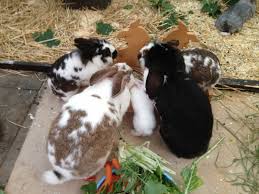 Riesen kaninchen sind dementsprechend mit 5 monaten geschlechtsreif. Paarung Geburt Und Aufzucht