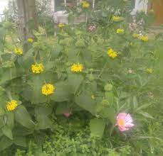 Dotted bee balm, dotted horsemint) monarda punctata. Pink Peonies And Yellow Bee Balm 2017 Garden Pictures Bee Balm Pink Peonies