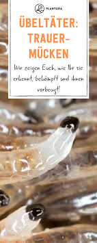 Trauermucken Bekampfen So Wird Man Die Kleinen Fliegen Los In 2020 Trauermucken Schadlinge Im Garten Buchsbaumzunsler