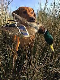 We did not find results for: This Is River A Fox Red Labrador Red Labrador Fox Red Labrador Fox Red Lab