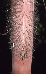 Image result for Acanthophoenix rubra