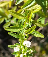 Image result for Clinopodium