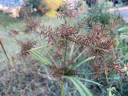 Image result for Cyperus distans