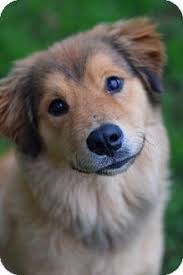 Is a golden retriever purebred? Pin On Woehwoeh