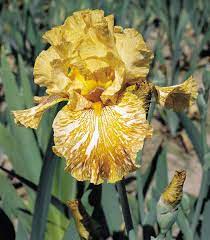Tiger Honey Tall Bearded Iris Iris Garden Iris Flowers Bearded Iris