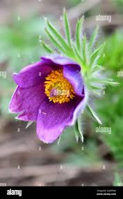 Image result for Craibia zimmermannii