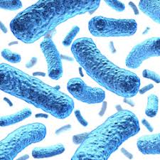 Coli) are bacteria found in the environment, foods, and intestines of people and animals. E Coli Bacteria Drinking Water Contaminants Facts Removal Methods Apec Water