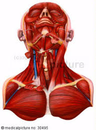 Learn about neck chest anatomy with free interactive flashcards. Musculature Chest Neck Head Doccheck