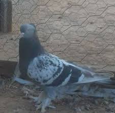 Mardin Satilik Guvercinleri Home Facebook