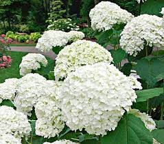 Pin On A House Outdoor Backyard Landscape Ideas