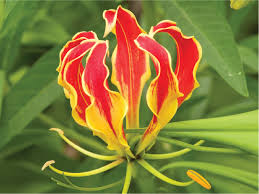 Image result for Gloriosa superba