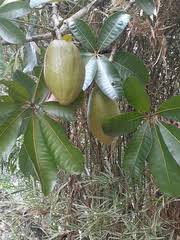 Image result for Sterculia subviolacea