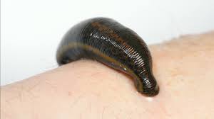 Keeping leeches in a fridge Video How Leeches Are Now Playing A Role In Surgery Goats And Soda Npr