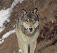 Northwestern Wolf Loup Du Canada Canis Lupus Occidentalis Big Dog Little Dog Wolf Pictures Wolf