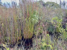 Image result for Bauhinia burrowsii