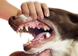 5 Consequences Of Rotten Dog Teeth