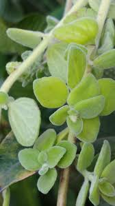 Image result for Coleus hadiensis