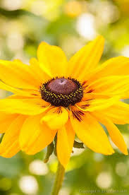 Pin On The World Of Flowers