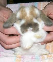 French Lop Lion Head Mix By Accident Was Quite A Surprise Fluffy Bunny Mini Lop Bunnies Hunny Bunny