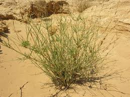 Image result for Panicum adenophorum