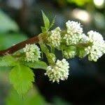 Image result for Sanicula elata