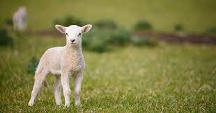 An immature sheep past the baby stage. Baby Sheep What Is A Baby Sheep Called Raisingsheep Net