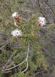 Image result for Annickia ambigua