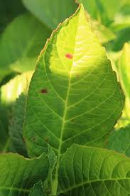 There are different types of fungus that target the if you notice your hydrangea leaves are drooping, shrivelling up and turning brown, you might have a pest problem, you may also notice a sticky substance known. How To Get Rid Of Brown Spots On Hydrangea Leaves Diy Gardening