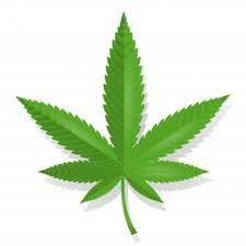 Gunakan daun ganja png gratis ini untuk desain web, desain dtp, selebaran, proposal, proyek sekolah, poster, dan lainnya. Free Ganja Vectors 300 Images In Ai Eps Format