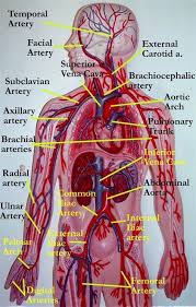 Maybe you would like to learn more about one of these? Circulatory System Model Labeled Vascular System Models Arteries Anatomy Models Labeled Arteries Human Anatomy And Physiology