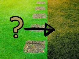 Augustine grass watering need differences. Why Is My Zoysia Lawn Turning Brown 4 Key Causes Explained Thriving Yard