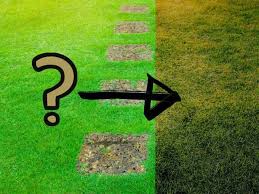 Is lawn fungus ruining your green lawn? Why Is My Zoysia Lawn Turning Brown 4 Key Causes Explained Thriving Yard