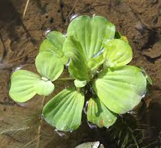 Image result for Pistia