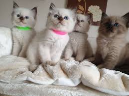 We have the highest quality ragdoll cats and kittens that are available. 7 Ragdoll Kittens All Ready For Good Homes Only Petclassifieds Com
