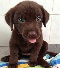 Hey Thurrr Minipet Online Pet Boutique Is A Melbourne Based For Small Dogs Cats And The Cute Baby Animals Cute Dogs And Puppies Baby Animals Funny