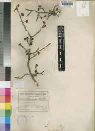 Image result for Ochna inermis