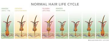 Anagen effluvium can be defined as a hair loss condition in which the hair growth is hindered during the anagen or active growth phase of hair cycle. Diagnosis Of Hair Loss In Men Ilht Dubai