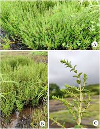 Image result for Hionanthera