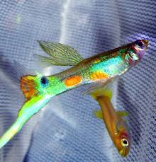 Endler Guppy Betta Fish Freshwater Fish Aquarium Fish