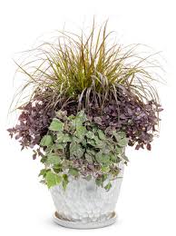 Image result for Ipomoea batatas pots