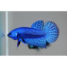 Ikan cupang terbagi menjadi beberapa jenis, yaitu ikan cupang hias, cupang aduan, dan cupang liar. Import Ikan Cupang Alam Wild Betta Hybrid Blue Green Langka Halfmoon Shopee Indonesia