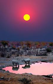 Sunset With Rhinos Namibia Sunset Photos National Parks Nature