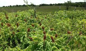 Check spelling or type a new query. Invasive Sumac How To Get Rid Of It And Why Diamond Mowers
