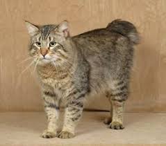 Pixie Bob Pixie Bob Cats Pets Cats