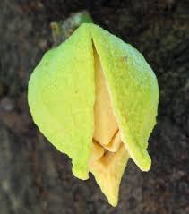 Image result for Annonaceae