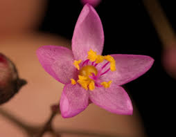 Image result for Talinum crispatulum