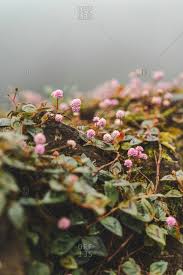 Some of the most beautiful small flowering trees with pink flowers are cherry trees, red buckeye, and eastern redbuds. Close Up Small Pink Flowers With Green Leaves Growing On Stone In Nature Stock Images Page Everypixel