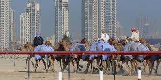 The spectacular camel race will be one of the most memorable highlights of your visit to abu dhabi.the race is run on a special track, where the. Kamelrennen Wikipedia